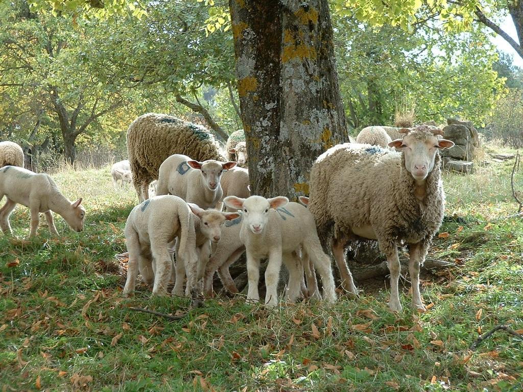 Gites Chameyer Rosans Exteriér fotografie